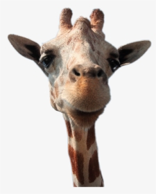 #giraffe #head - Dp Whatsapp Animals Profile, HD Png Download, Transparent PNG