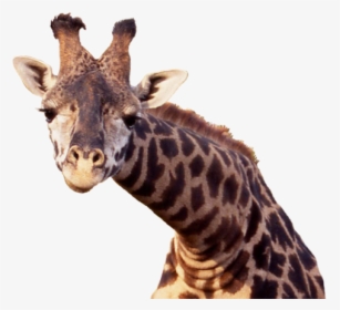 Giraffe Free Png Image Download - Png Image Giraffe Head Transparent Background, Png Download, Transparent PNG