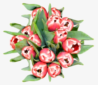 Tulip, HD Png Download, Transparent PNG