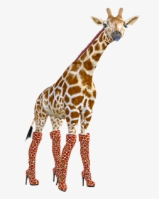 Giraffes Doing Funny Poses, HD Png Download, Transparent PNG