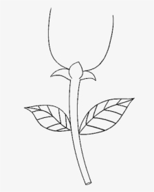 Stem Drawing Plant - Sketch, HD Png Download, Transparent PNG