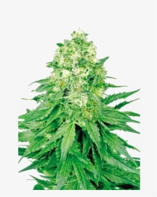 White Banner Feminized Seeds - White Widow Feminized Seeds, HD Png Download, Transparent PNG