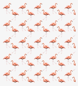 #flamingo #cool #summer #background #pattern #freetoedit - Greater Flamingo, HD Png Download, Transparent PNG