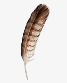Feather, HD Png Download, Transparent PNG