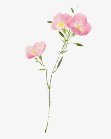 Watercolor Flower Png Transparent Hd Photo - Pink Evening Primrose, Png Download, Transparent PNG