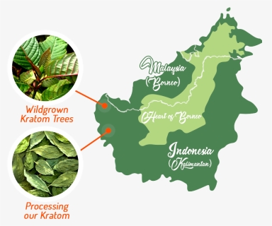Transparent Kratom Png - Borneo Rainforest Map, Png Download, Transparent PNG