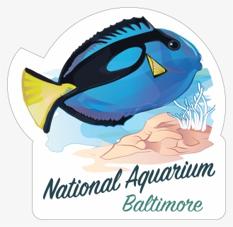 Blue Tang   Class Lazyload Lazyload Mirage Featured - Brewtoad, HD Png Download, Transparent PNG