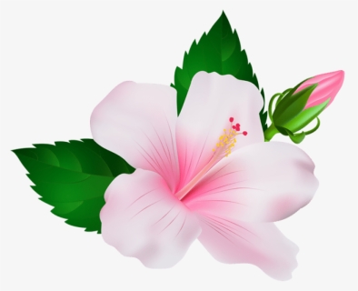 Transparent Hawaiian Flowers Png - Pink Hibiscus Png, Png Download, Transparent PNG
