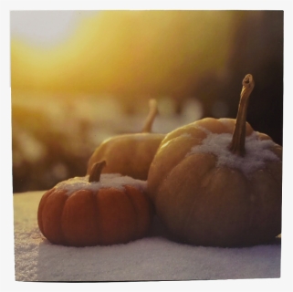 Snowy Pumpkins Art Print   Class - Pumpkin, HD Png Download, Transparent PNG