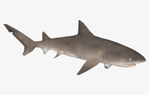Hungry Shark Fanon Wiki - Sand Tiger Shark, HD Png Download, Transparent PNG