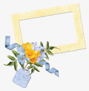 Transparent Cluster Frames Png - Evergreen Rose, Png Download, Transparent PNG