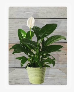 Transparent Table Plant Png - Plant Peace Lily Png, Png Download, Transparent PNG