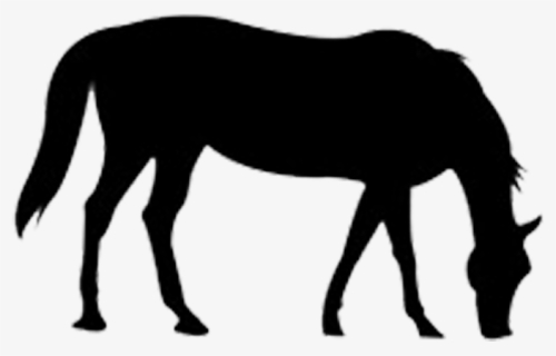 The Outline Of The Horse Png Download - Horse, Transparent Png, Transparent PNG