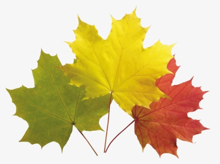 Download Autumn Leaf Clipart Png Photo Transparent - Colourful Maple Leaves, Png Download, Transparent PNG