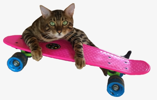#cat #funny #funnycat #funnysticker #pennyboard #catonskateboard - Longboard, HD Png Download, Transparent PNG