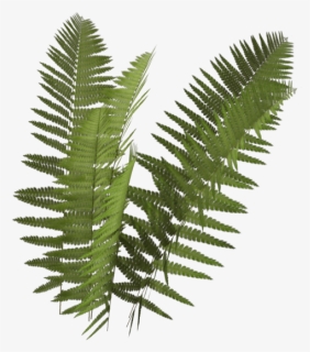 Thumb Image - Fern With No Background, HD Png Download, Transparent PNG