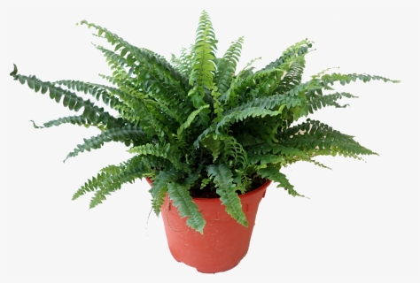 Flowerpot, HD Png Download, Transparent PNG