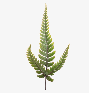 Japanese Painted Fern Potted Indoor Plant - Ostrich Fern, HD Png Download, Transparent PNG