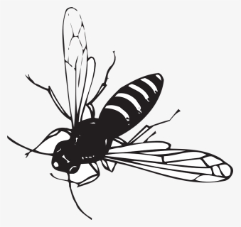Small Striped Black Bug With Wings Clipart , Png Download - Fly Insect Black And White, Transparent Png, Transparent PNG