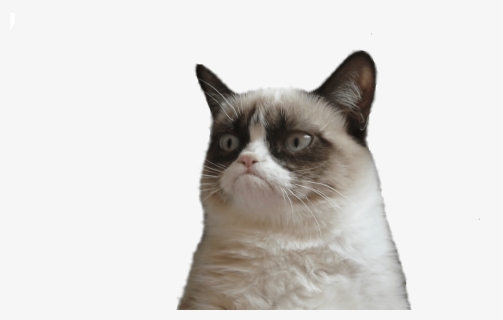 Grumpy Cat Face Vector Freeuse Techflourish Collections - You Re Going To Miss Me Meme, HD Png Download, Transparent PNG