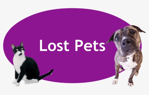 Lost And Found Pets Banner, HD Png Download, Transparent PNG