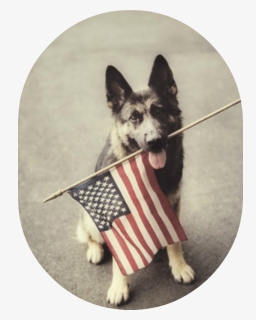 Dog Holding American Flag - Happy Labor Day Dogs, HD Png Download, Transparent PNG