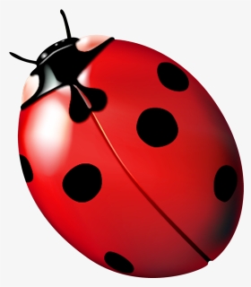 Ladybird Beetle Ladybug, Ladybug, Fly Away Home - Joaninha Png, Transparent Png, Transparent PNG