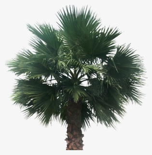 Desert Palm Tree Png, Transparent Png, Transparent PNG