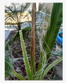 Grass, HD Png Download, Transparent PNG