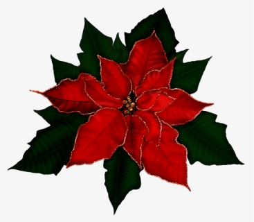 Poinsetta Clip Gold - Free Clipart Poinsettia, HD Png Download, Transparent PNG