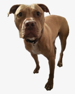 American Pit Bull Terrier , Png Download - American Pit Bull Terrier, Transparent Png, Transparent PNG