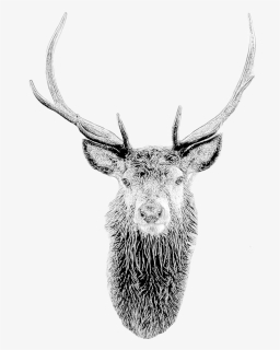 Deer Mask Deer Head Stag Mask Printable Diy Pdf Template - Portable Network Graphics, HD Png Download, Transparent PNG