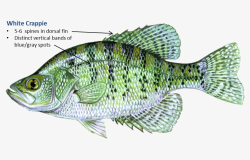 White Crappie, HD Png Download, Transparent PNG