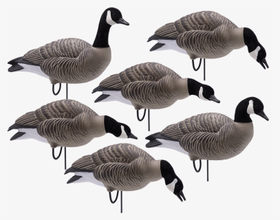 Full Body Lessers With Flocked Heads   Class - Final Approach Goose Decoys, HD Png Download, Transparent PNG