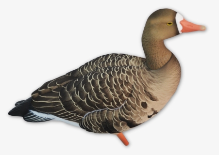 Seaduck, HD Png Download, Transparent PNG