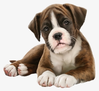 Puppy Lover, HD Png Download, Transparent PNG