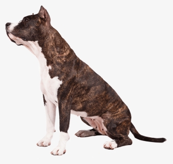 American Pit Bull Terrier, HD Png Download, Transparent PNG