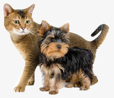 #dog #perros #gatos #cat #mascotas - Yorkshire Terrier And Cat, HD Png Download, Transparent PNG