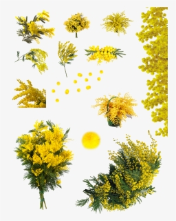 Yellow Acacia Tree Png , Png Download - Flor Acácia Png, Transparent Png, Transparent PNG