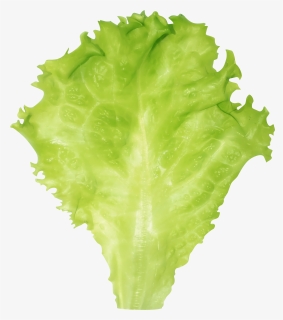Lettuce Png Clipart Image - Transparent Background Lettuce Leaf Png, Png Download, Transparent PNG