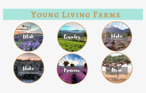 Why Essential Oils - Young Living Farms, HD Png Download, Transparent PNG