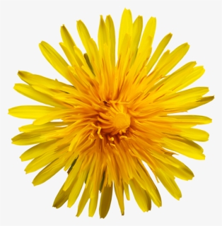 Oxford High School Sunflower, HD Png Download, Transparent PNG