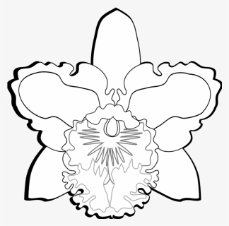 Transparent Orchid Flower Png - Cattleya Orchids Flower Drawing, Png Download, Transparent PNG