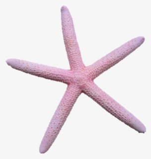 Vector Free Library Asteroidea On Emaze - Starfish, HD Png Download, Transparent PNG