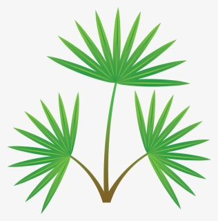 Palm Tree Section, HD Png Download, Transparent PNG