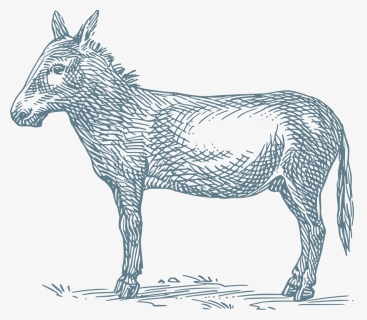 Donkey Grimms Fairy Tale, HD Png Download, Transparent PNG