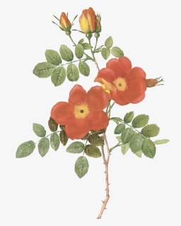 Transparent Vectores De Flores Png - Rose Austrian Briar Rose, Png Download, Transparent PNG