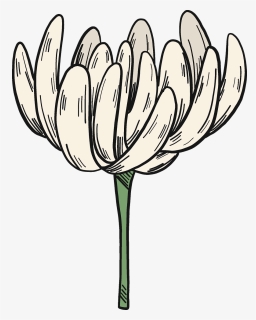 White Clover Flower Clipart - Tulip, HD Png Download, Transparent PNG