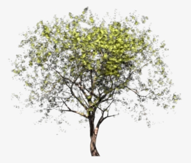 Pear , Png Download - River Birch, Transparent Png, Transparent PNG