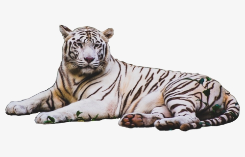 Transparent Tiger Stripes Png - Tiger Pics White Hd, Png Download, Transparent PNG
